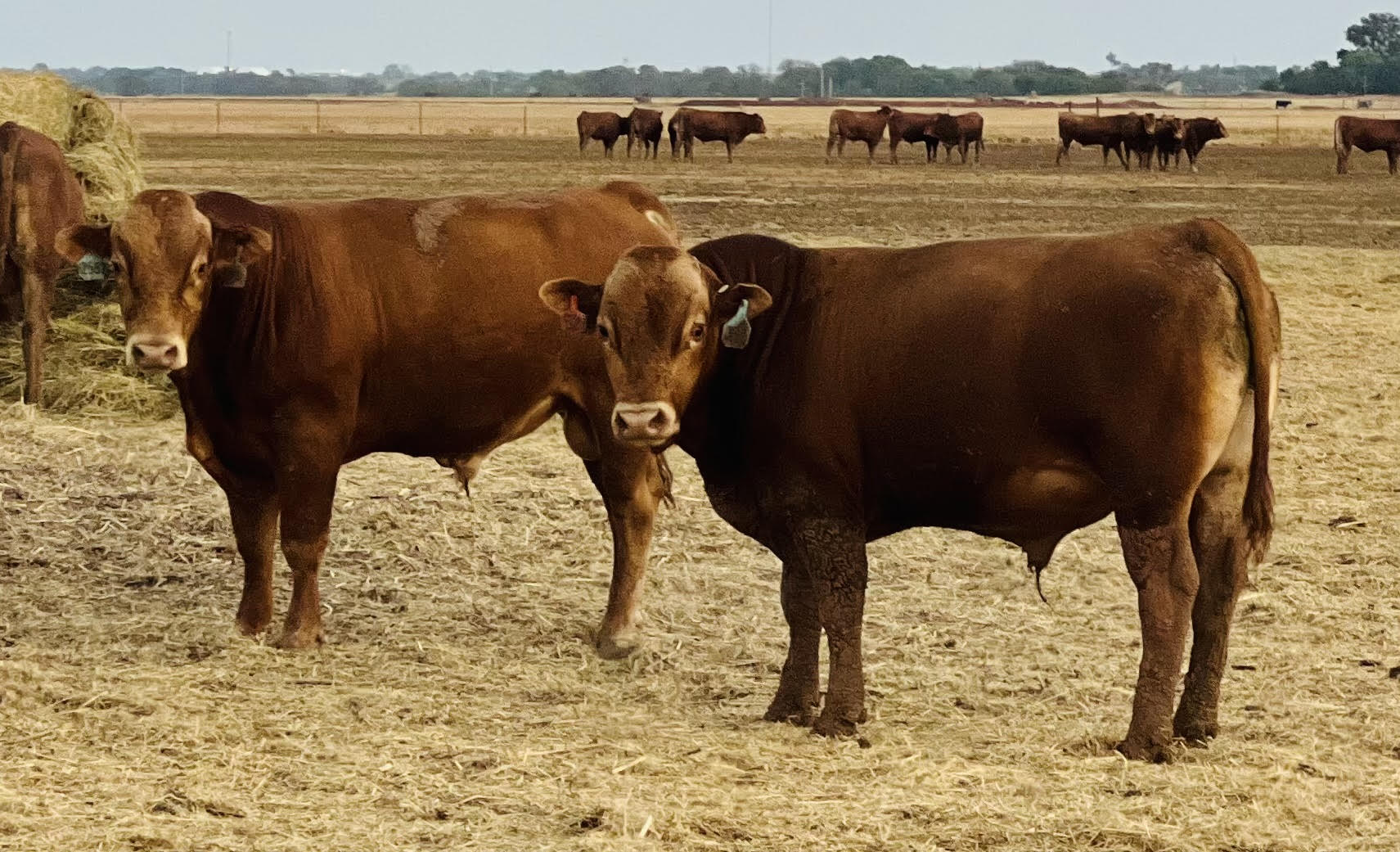 200 Head Full blood Red Wagyu / Akaushi bulls